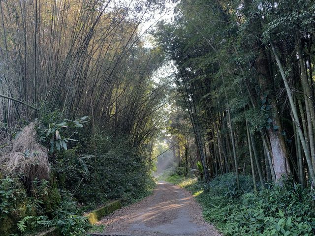 阿里山石棹步道群-雲之道