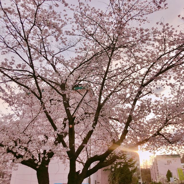 숨겨진 보물같은 춘천 최고의 벚꽃명소 
