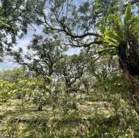 【假子親子遊】與孩子森林漫步 🌳