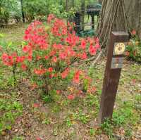 青衣公園紅色花海