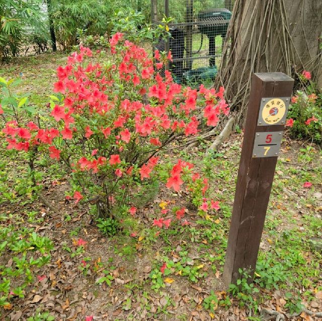 青衣公園紅色花海