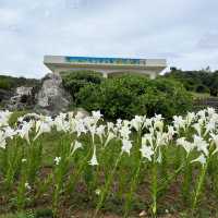 【沖縄・伊江島】まだまだ楽しめる！ユリ満開の公園