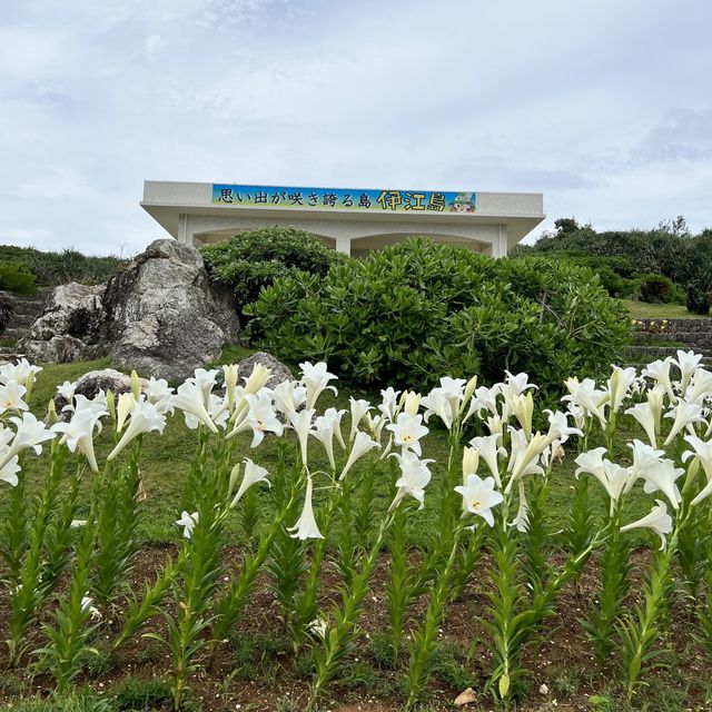 【沖縄・伊江島】まだまだ楽しめる！ユリ満開の公園