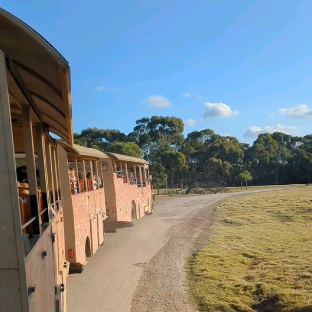 Open range safari in Melbourne, Australia