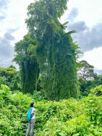 Searching for the Avatar Trees of Singapore
