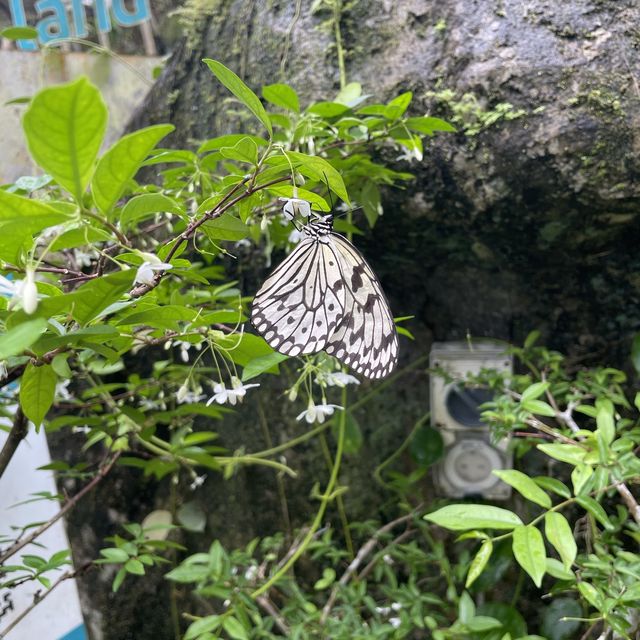 檳城 entopia 蝴蝶園