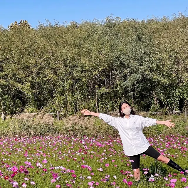 가을 하면 제일 먼저 생각나는 꽃 코스모스🌸