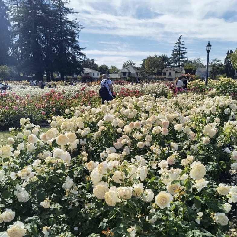 San Jose Rose Garden, California, USA