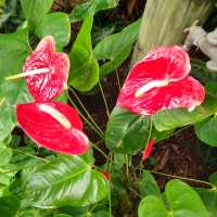 Enjoy Nature at Mt Coot-Tha Botanicals