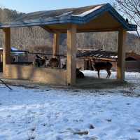 冬日白雪雪首爾動物園🫶🏻🫶🏻不一樣的體驗🤲🏻🙈