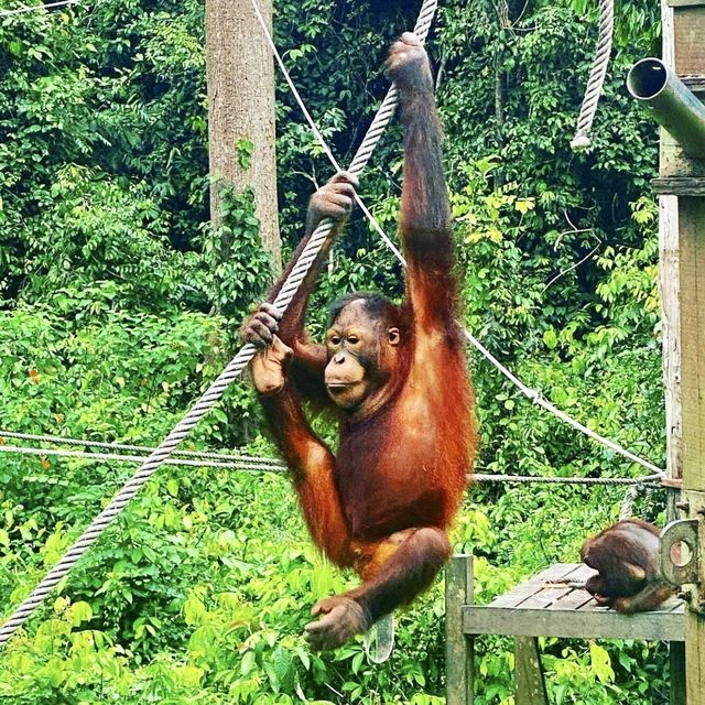 Sepilok Orangutan Rehabilitation Centre