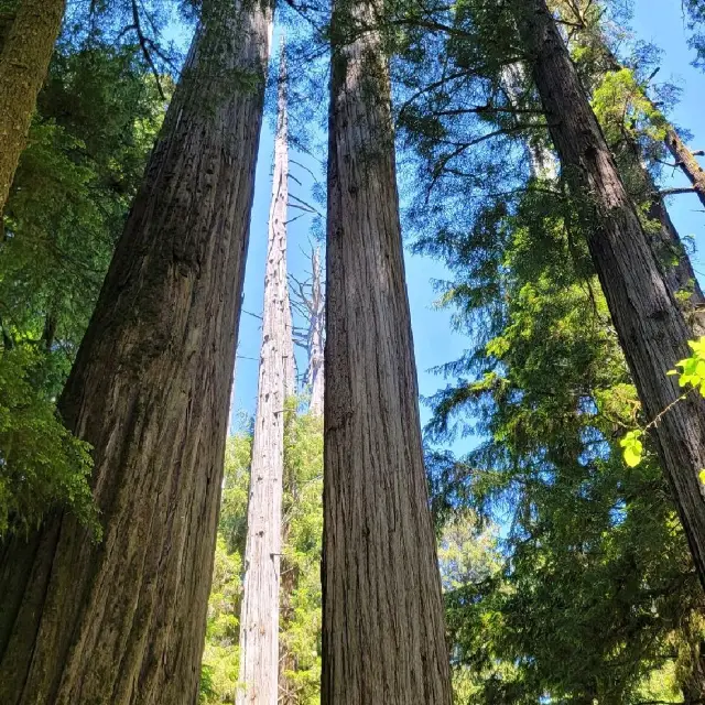 Redwood Forrest in Oregon, USA