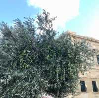 Olive trees in Malta