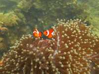 Philippines / Scuba diving 