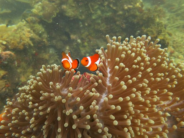Philippines / Scuba diving 