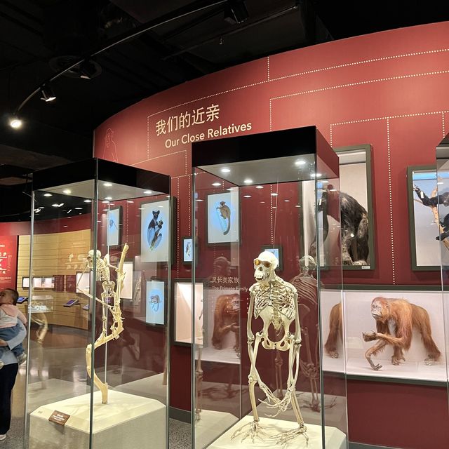 Shanghai Natural History Museum