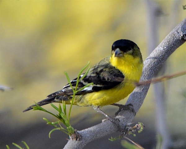 Birding Walk-About, Desert Willow | Desert Willow Golf Resort