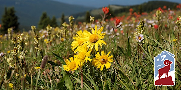 Alpine Wildflowers of Rocky Mountain National Park | Fall River Visitor Center