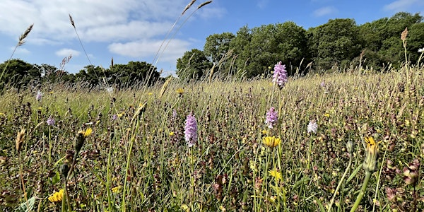 Ingrebourne Friday Flower Fun (age 4-14) | Ingrebourne Nature Discovery Centre