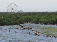 遊日本·茨城縣國營常陸海濱公園