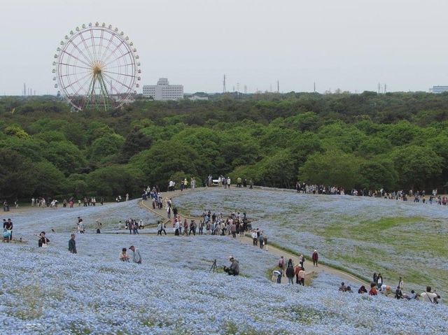 遊日本·茨城縣國營常陸海濱公園