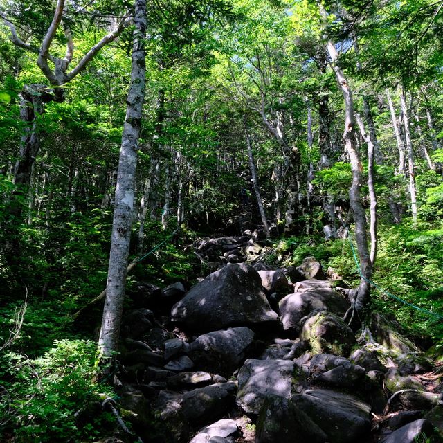 夏の蓼科山