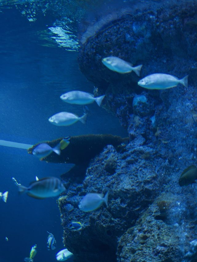 Gorgeous underwater aquarium u must visit! 