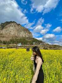 제주도의 대표 유채꽃밭 산방산🌼