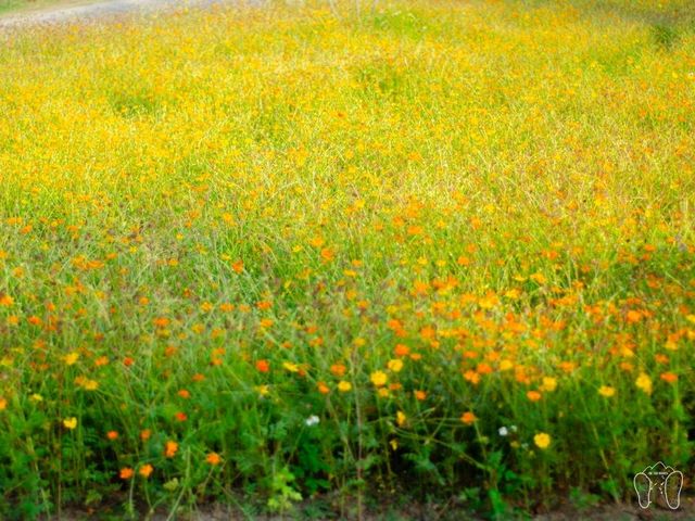 🏵️ ทุ่งดอกคอสมอส CMU FARM 🏵️