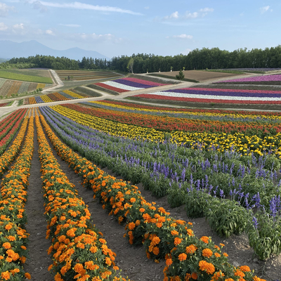 北海道 絶景 夏に訪れたら必ず行きたいお花畑 Trip Com 美瑛の旅のブログ