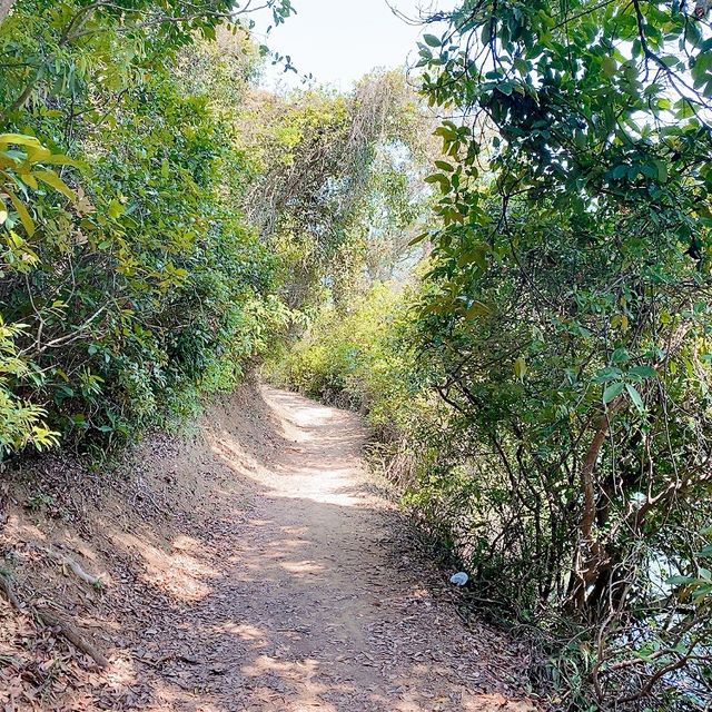 港版嵐山竹林道