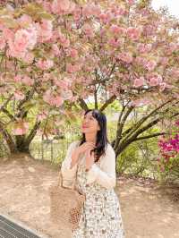 [겹벚꽃 명소] 이번주에 만개 100% 🌸 보라매공원 다녀온 후기 :)