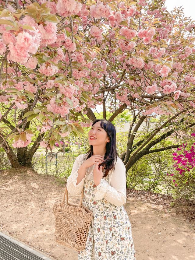 [겹벚꽃 명소] 이번주에 만개 100% 🌸 보라매공원 다녀온 후기 :)