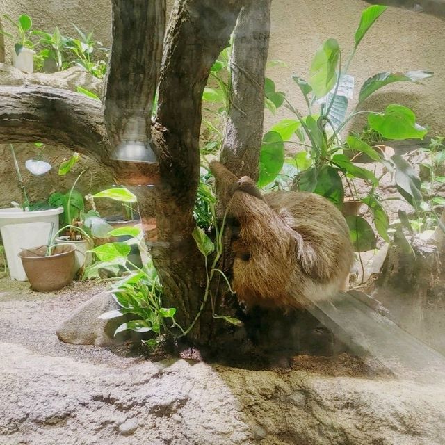 いろんなカメがいる！京都市動物園　熱帯館