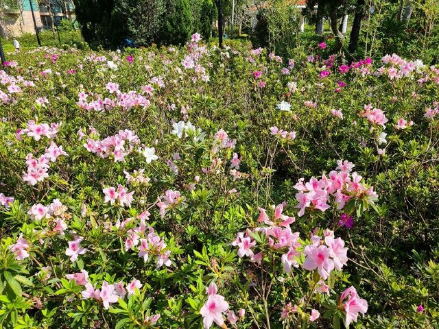 放風好去處~馬鞍山中央公園⛲