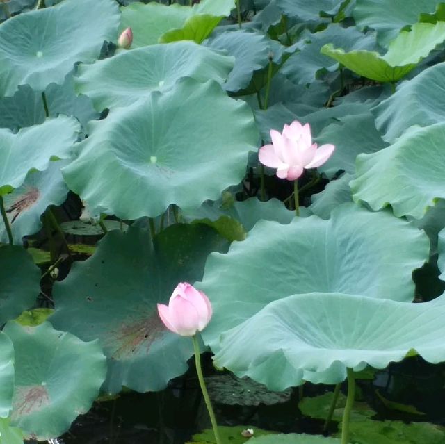 洪湖公園賞荷花🌺