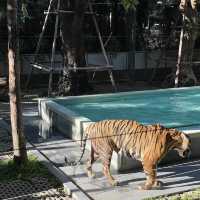 近距離接觸老虎🐯芭堤雅人氣老虎🐅樂園