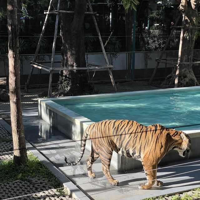 近距離接觸老虎🐯芭堤雅人氣老虎🐅樂園