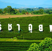 🍵พาแอ่ว…..ไร่ชาฉุยฟง