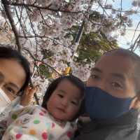 เทศกาลซากุระShimizu Park🌸🌸🌸