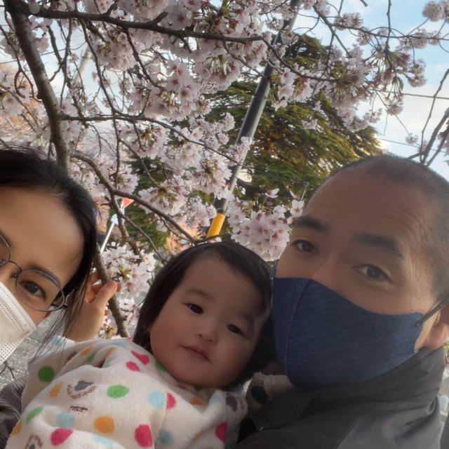 เทศกาลซากุระShimizu Park🌸🌸🌸