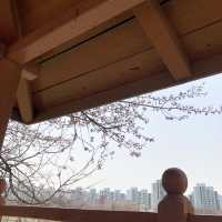 내년 봄, 벚꽃 스팟은 여기로 찜🌸<독산역, 안양천>