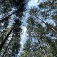 รีวิวจุดกางเต็นท์ • PHUPHA COFFEE CAMP