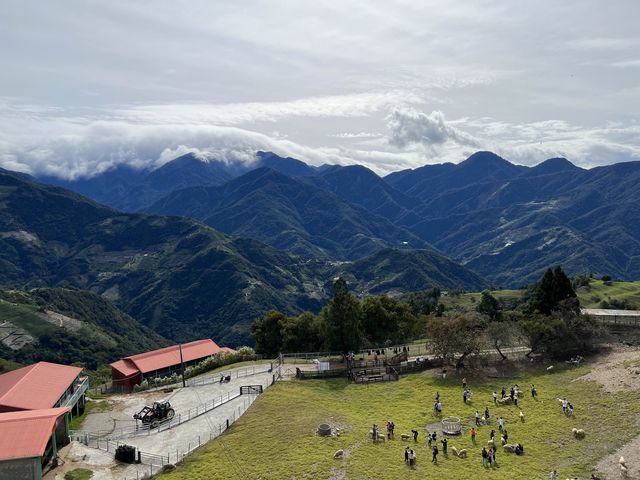 南投清境天空步道｜美麗山景+羊咩咩好可愛🐑