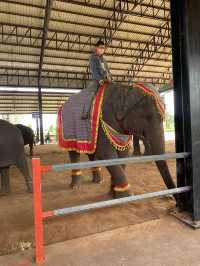 โลกของช้าง 🐘 สุรินทร์ซิตี้