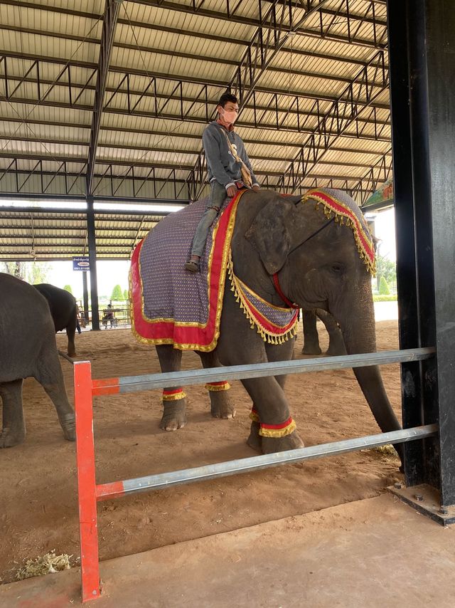 โลกของช้าง 🐘 สุรินทร์ซิตี้