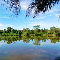 natural morning walk in palm oil plantation 