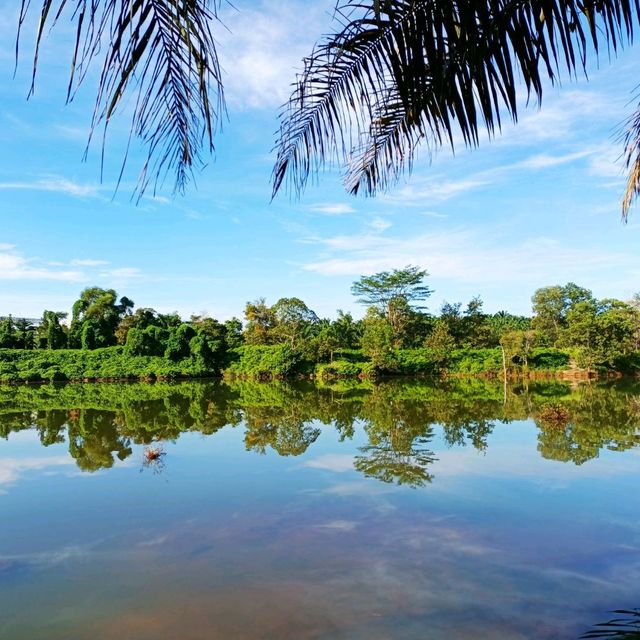 natural morning walk in palm oil plantation 