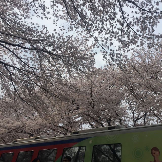 벚꽃 맛집 진해