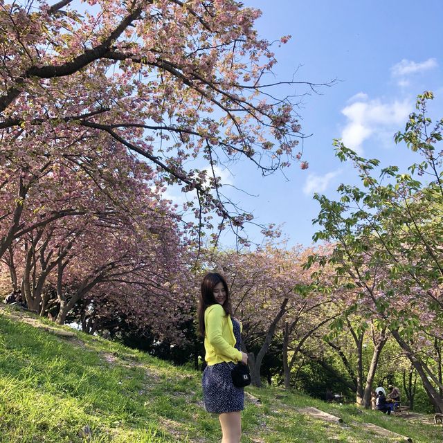 흔하지않은 부산 겹벚꽃명소